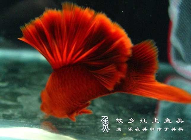 红剑鱼​ hóng jiàn yú Xiphophorus hellerii.var