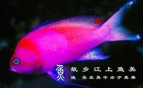 紫印鱼 zǐ yìn yú anthias pleurotaenia