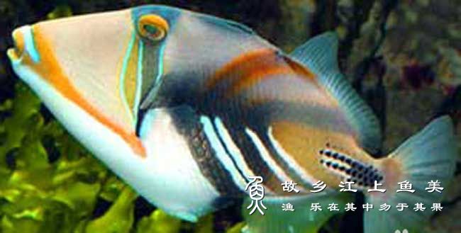 鸳鸯炮弹 yuān yāng pào dàn Rhinecanthus aculeatus 叉斑锉鳞鲀