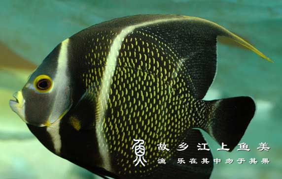 黄斑刺盖鱼喂养技巧与注意事项有哪些？