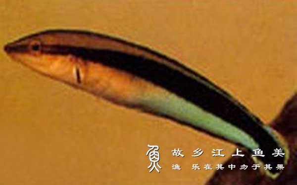 假飘飘鱼 jiǎ piāo piāo 