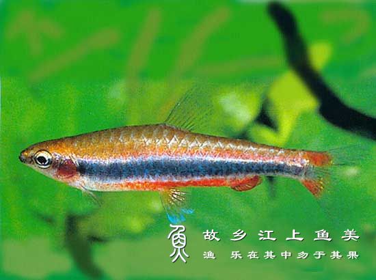 红肚铅笔鱼怎么进行繁殖？