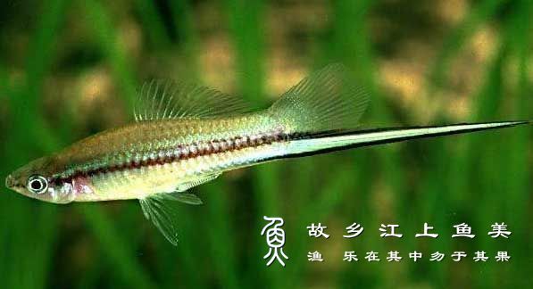 剑尾鱼生活习性及繁殖特点解读