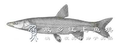 拟赤捎鱼 nǐ chì shāo yú Pseudaspius leptocephalus