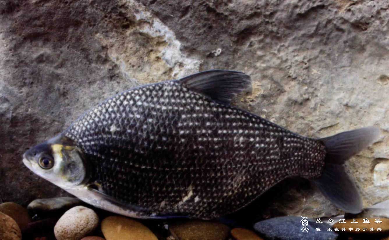 团头鲂 tuán tóu fáng Megalobrama amblycephala