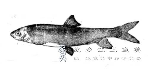 弓鱼 gōng yú 大理裂腹鱼
