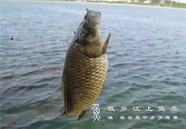 野钓鲫鱼浅谈方法