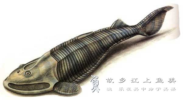 甲胄鱼 jiǎ zhòu yú  ostracoderm