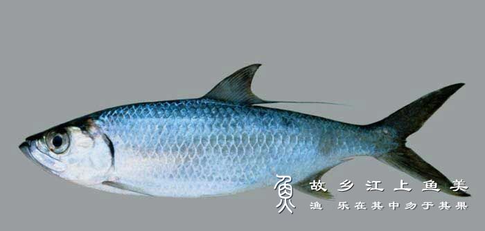 大海鲢 dà hǎi lián Megalops cyprinoides 