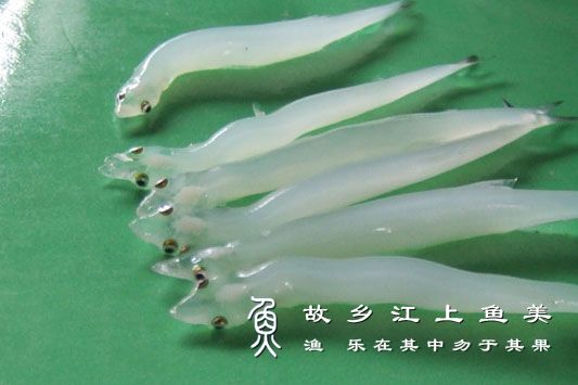 银鱼 yín yú