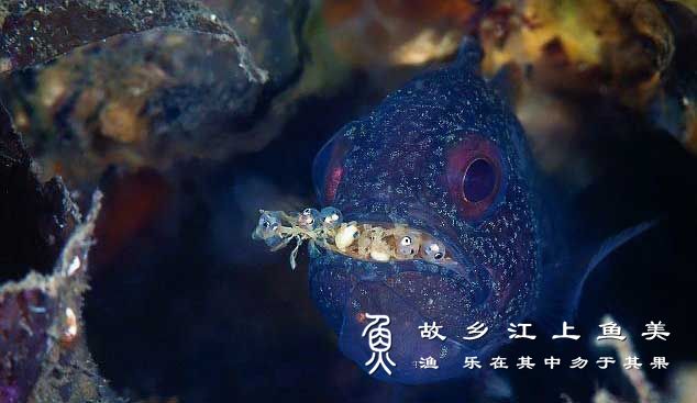 泗水玫瑰鱼 sì shuǐ méi guī yú  Pterapogon kauderni