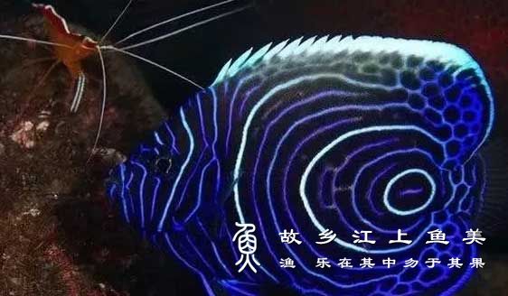 大花脸天使鱼 dà huā liǎn tiān shǐ yú