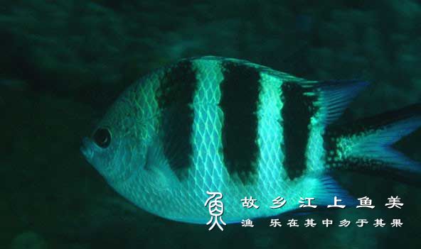 南非豆娘鱼 nán fēi dòu niáng yú