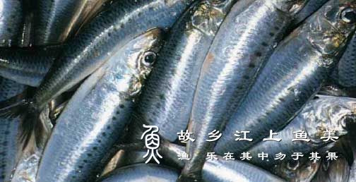 沙丁鱼 shā dīng yú Sardine