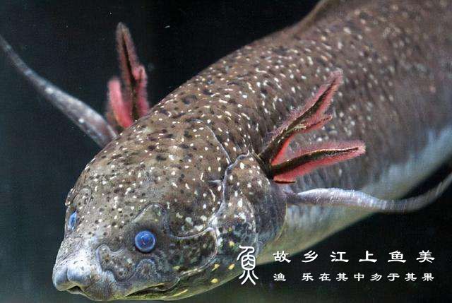 非洲肺鱼被困泥砖4年后仍能存活，它的生命