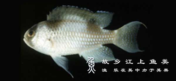 短头钝雀鲷‘duǎn tóu dùn què diāo’Amblypomacentrus breviceps