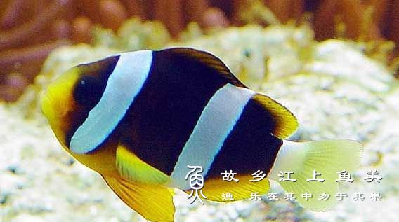 克氏双锯鱼 'Amphiprion clarkii ' kè shì shuāng jù yú 双带小丑