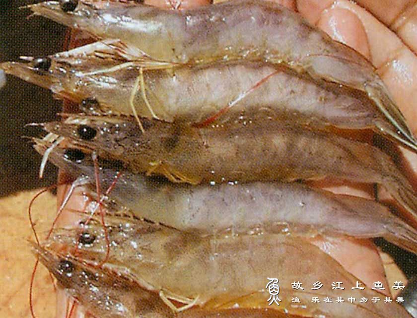 东方对虾生活习性及分布状态