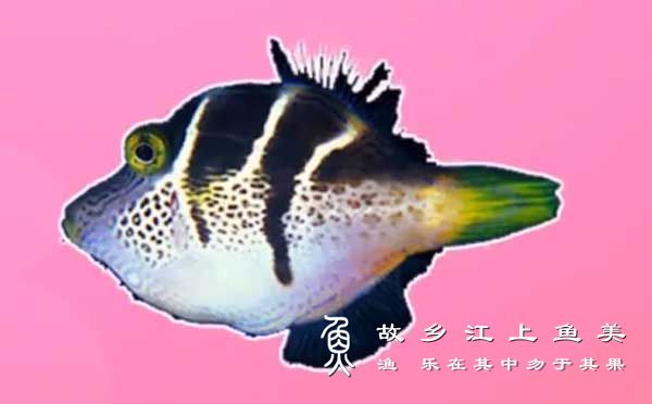 花冠扁背鲀 huā guān biǎn bèi tún Canthigaster coronata Vaillant et Sauvage,1875