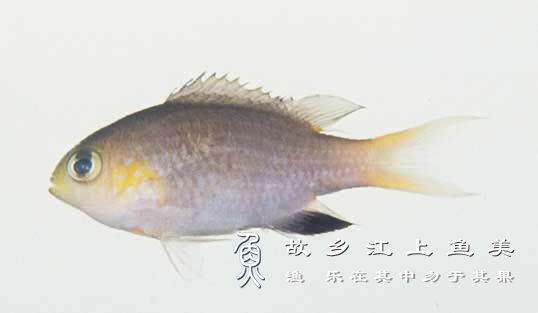 侏儒光鳃鱼 zhū rú guāng sāi yú Chromis acares