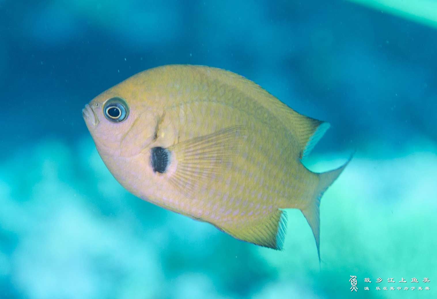 捷光鳃鱼 jié guāng sāi yú Chromis agilis