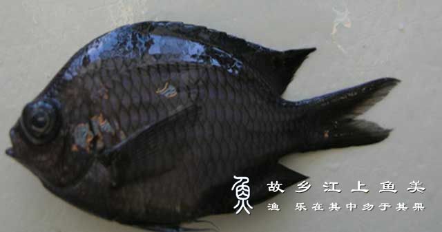 白斑光鳃鱼​ bái bān guāng sāi yú ​ Chromis albomaculata