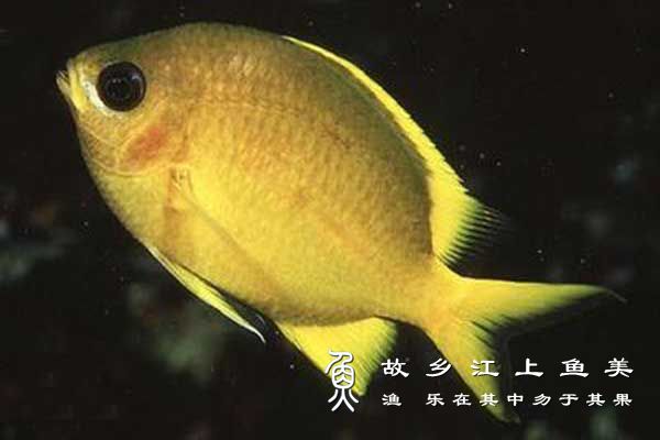 长臀光鳃鱼 cháng tún guāng sāi yú 黄光鳃雀鲷 Chromis analis