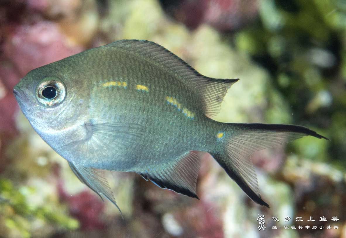 长棘光鳃鱼，Chromis chrysura，短身光鳃雀鲷，cháng jí guāng sāi yú