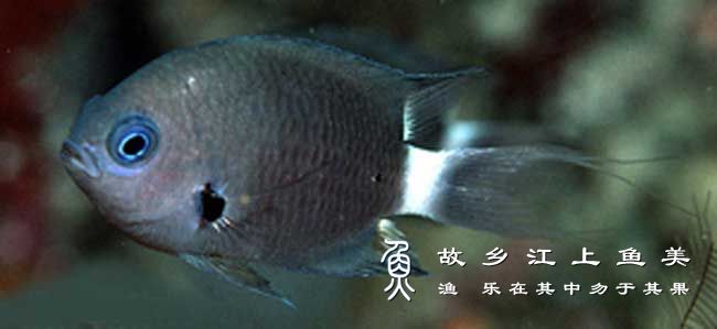 三角光鳃鱼 sān jiǎo guāng sāi yú Chromis delta 三角光鳃雀鲷