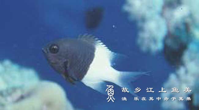 双色光鳃鱼，Chromis dimidiata，shuāng sè guāng sāi yú