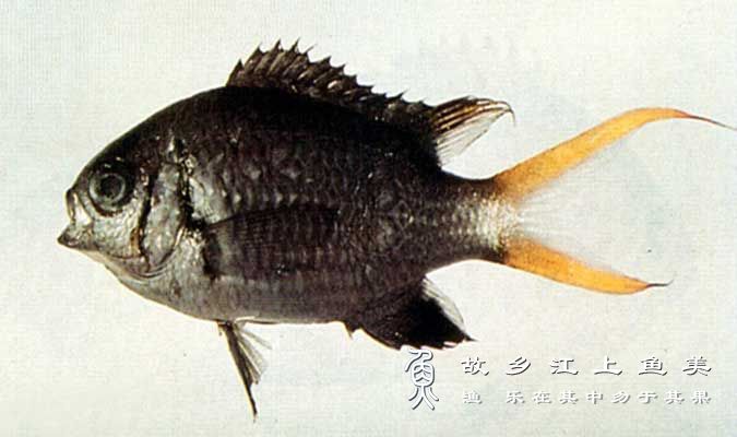 黄腋光鳃鱼  Chromis flavaxill huáng yè guāng sāi yú