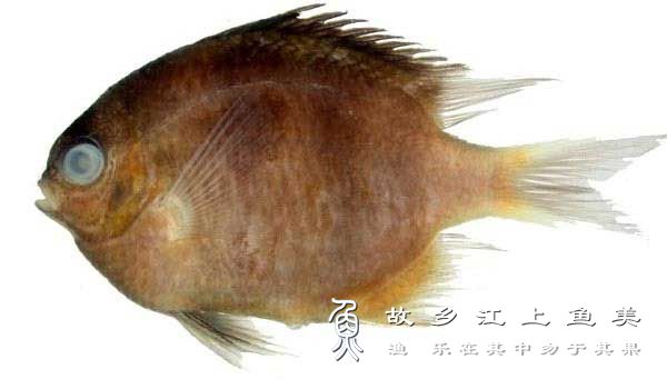 黄斑光鳃鱼 Chromis flavomaculata  huáng bān guāng sāi y