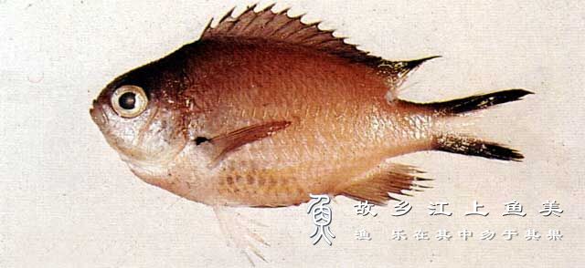烟色光鳃鱼外形特点特征解读