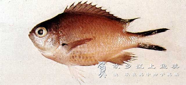 夏威夷光鳃鱼,Chromis hanui,xià wēi yí guāng sāi yú