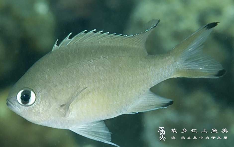 细鳞光鳃鱼（Chromis lepidolepis）细鳞光鳃雀鲷 xì lín guāng sāi yú