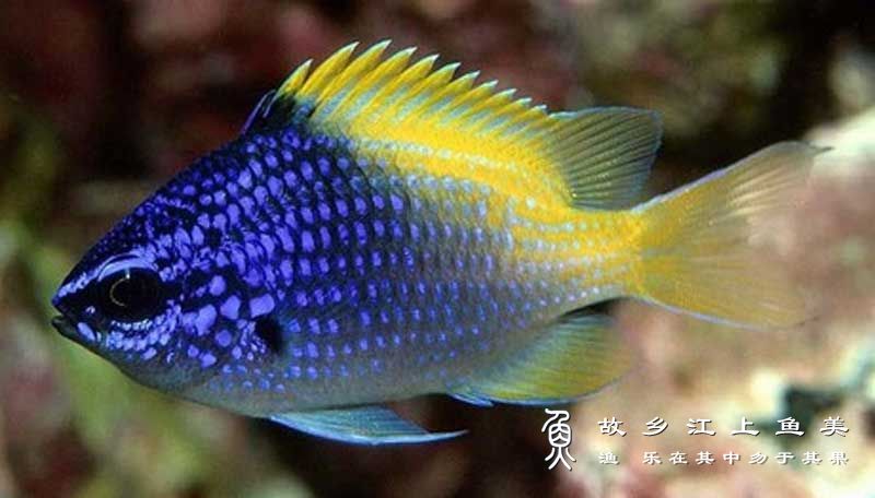 林氏光鳃鱼,Chromis limbaughi,lín shì guāng sāi yú