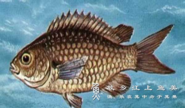 尾斑光鳃鱼.Chromis notata.斑鳍光鳃雀鲷.wěi bān guāng sāi yú