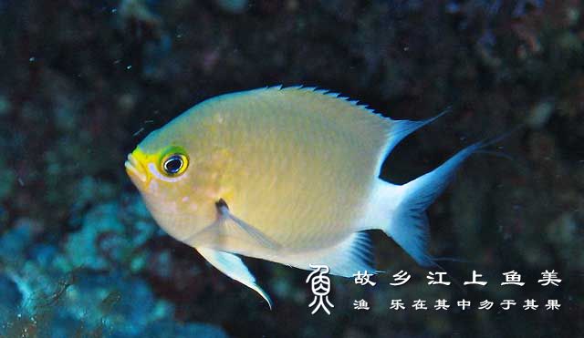 卵形光鳃鱼，Chromis ovatiformis，卵形光鳃雀鲷，