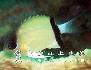 黑带光鳃鱼（Chromis retrofasciata）黑带光鳃雀鲷 hēi dài guāng sāi yú