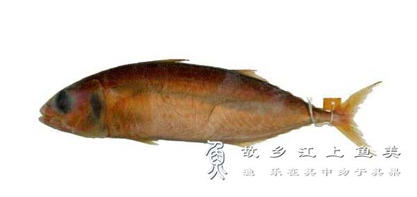 条尾光鳃鱼的特点特征及生活习性有哪些？