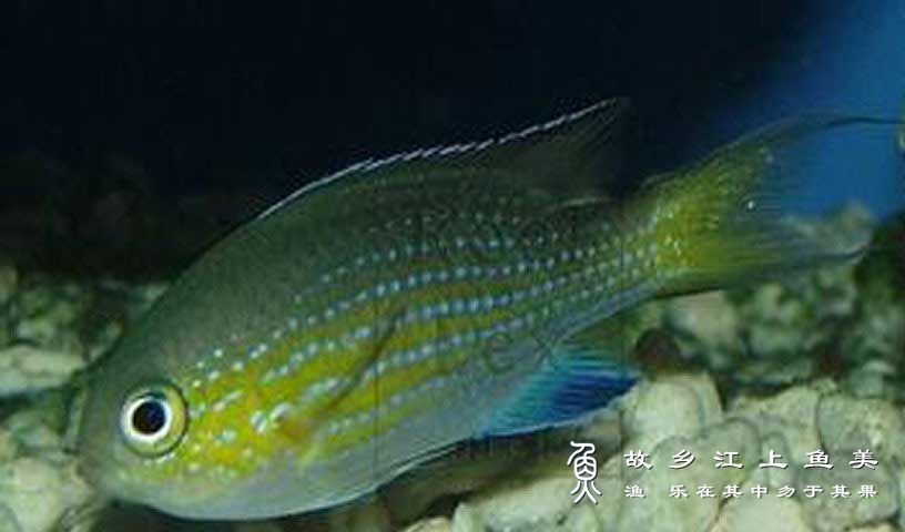 凡氏光鳃鱼(Chromis vanderbilti)凡氏光鳃雀鲷 fán shì guāng sāi yú