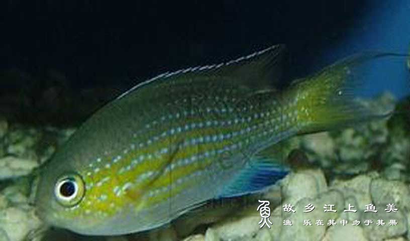 凡氏光鳃鱼（Chromis vanderbilti）凡氏光鳃雀鲷 fán shì guāng sāi yú