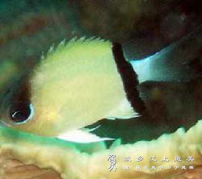 黄尾光鳃鱼（Chromis xanthura）：又称黄尾光鳃雀鲷 huáng wěi guāng sāi yú