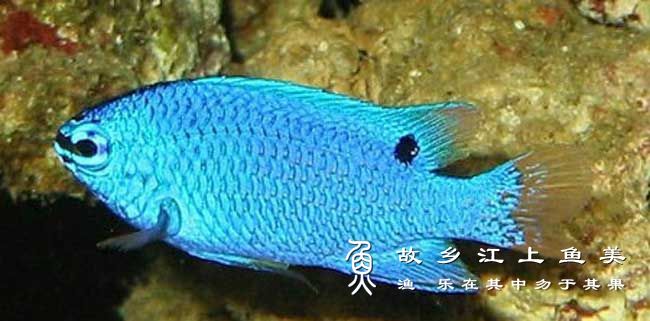 圆尾金翅雀鲷（Chrysiptera cyanea），蓝刻齿雀鲷，yuán wěi jīn chì què diāo