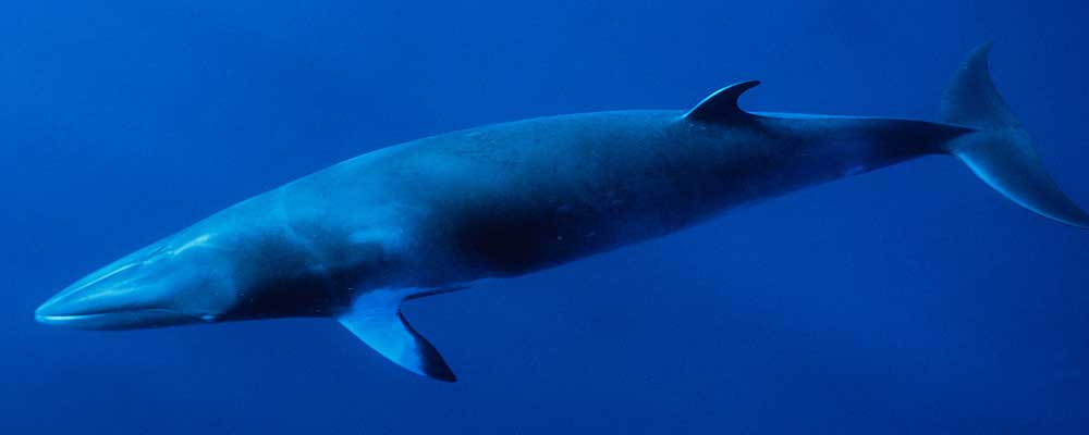 长须鲸的生活习性特点及分布特征_鱼之谈_鱼花网