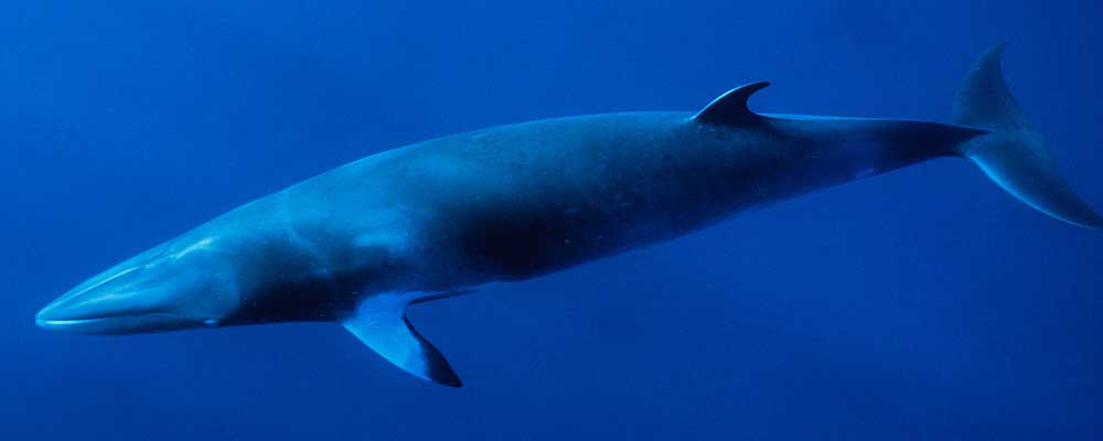 长须鲸‘chang xu jing’Balaenoptera physalus
