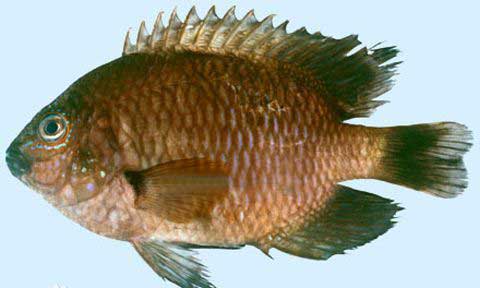 密鳃鱼品种特点及分布状况