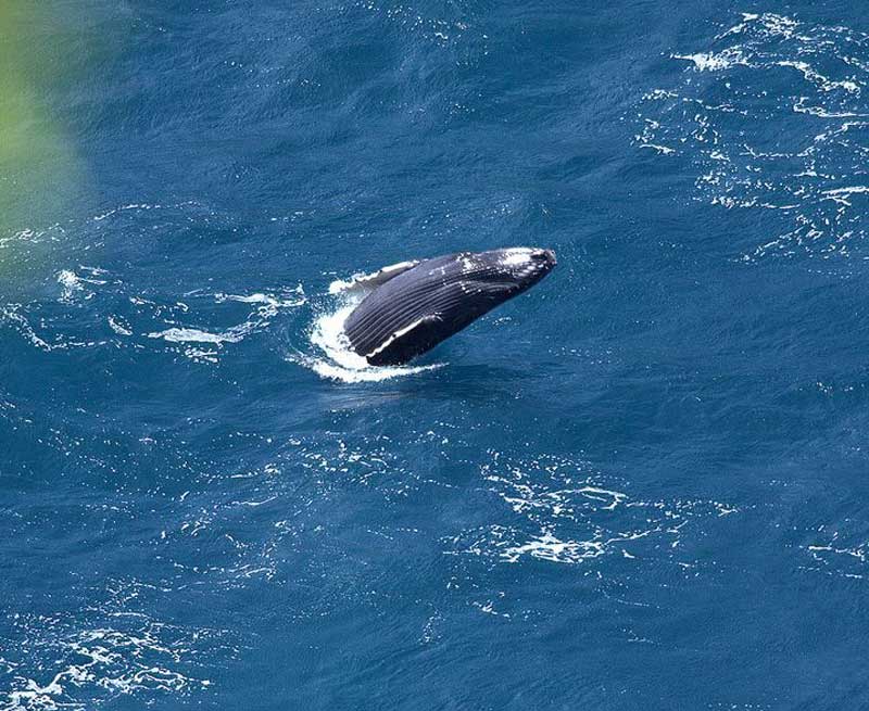 座头鲸的生活习性及分布范围