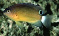 白尾雀鲷鱼种特点及分布状态