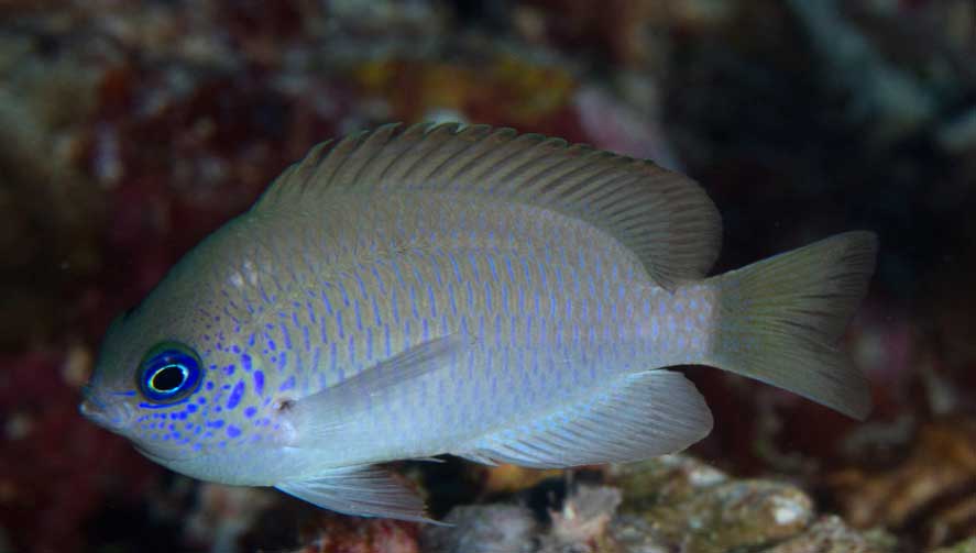 珊瑚海近雀鲷（Pseudopomacen